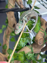Load image into Gallery viewer, AMBILOBE Panther Chameleon: Magnus x Emma (Q5)