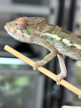 Load image into Gallery viewer, AMBILOBE male: Sam x Georgia (R9)