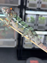 Load image into Gallery viewer, AMBILOBE Panther Chameleon: Starburst x Margaret (E12)