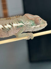 Load image into Gallery viewer, Ambilobe male panther chameleon: Flash x Opal (R5)