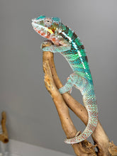 Load image into Gallery viewer, AMBILOBE Male Panther Chameleon: (K1)