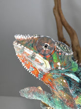 Load image into Gallery viewer, AMBILOBE Male Panther Chameleon: (E14)