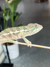 Load image into Gallery viewer, Ambilobe male: Flash x Lucia (I4)