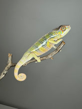 Load image into Gallery viewer, AMBILOBE Panther Chameleon: (E6)