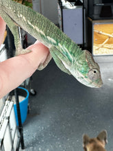 Load image into Gallery viewer, Ambilobe male panther chameleon: Flash x Opal (S3)