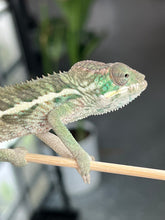 Load image into Gallery viewer, Ambilobe male: Flash x Lucia (I4)