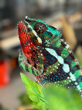 Load image into Gallery viewer, AMBILOBE male: Riot/JJ/Bolt (J10)