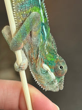 Load image into Gallery viewer, AMBILOBE Panther Chameleon: Frank x Sandy (J6)