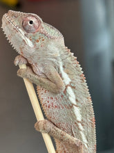 Load image into Gallery viewer, AMBILOBE Panther Chameleon: Starburst x Margaret (I8)