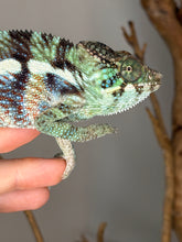 Load image into Gallery viewer, 💙 Ambanja Panther Chameleon – Young Male with Emerging Blue Tones | (E8)