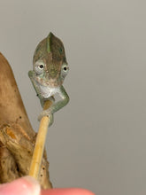 Load image into Gallery viewer, Ambilobe Male Panther Chameleon: Flash x Opal (E13)