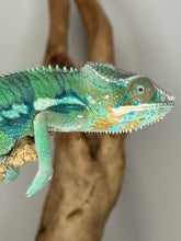 Load image into Gallery viewer, AMBILOBE Panther Chameleon: (E11)