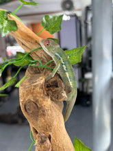 Load image into Gallery viewer, AMBILOBE Panther Chameleon: Magnus x Skittles (E16)