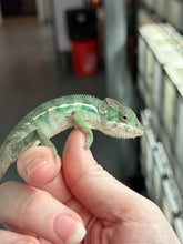 Load image into Gallery viewer, AMBILOBE male: Sunny Delight x Skittles(R5)