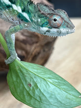 Load image into Gallery viewer, Ambilobe male: Flash x Rocky (R8)