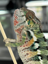 Load image into Gallery viewer, AMBILOBE male: Sam x Amie (Q5)