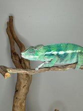 Load image into Gallery viewer, AMBANJA Panther Chameleon: (E22)