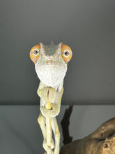 Load image into Gallery viewer, AMBILOBE male: Sam x Amie (S1)