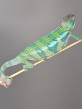 Load image into Gallery viewer, ANKIFY X AMBILOBE Panther Chameleon: (E17)