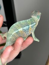 Load image into Gallery viewer, AMBILOBE Male Panther Chameleon: (E32)