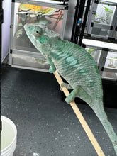 Load image into Gallery viewer, ANKILOBE Panther Chameleon: Ankify x Ambilobe (S7)