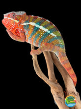 Load image into Gallery viewer, Ambilobe male: WC Hawkeye x Nugget (J11)