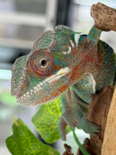 Load image into Gallery viewer, AMBILOBE Panther Chameleon: Frank x Sandy (J9)