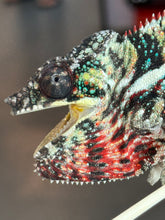 Load image into Gallery viewer, AMBILOBE male: WC Hawkeye x Nugget (I5)