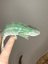 Load image into Gallery viewer, AMBILOBE Panther Chameleon: (E4)
