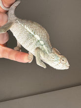 Load image into Gallery viewer, AMBILOBE male panther chameleon: Flash x Opal (J9)