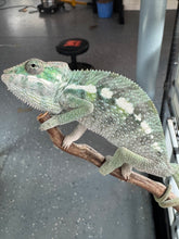 Load image into Gallery viewer, SAMBAVA Panther Chameleon: (E5)