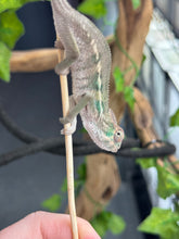 Load image into Gallery viewer, AMBILOBE Panther Chameleon: Magnus x Emma (Q4)