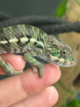 Load image into Gallery viewer, AMBILOBE Panther Chameleon: Magnus x Emma (Q5)