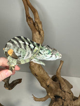 Load image into Gallery viewer, SAMBAVA Panther Chameleon: (E31)