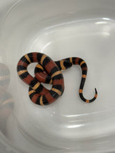 Load image into Gallery viewer, Apricot Pueblan Milk Snake- (MS3)