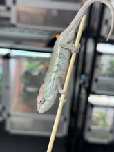 Load image into Gallery viewer, AMBILOBE Panther Chameleon: Sam x Georgia (R7)