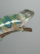 Load image into Gallery viewer, AMBILOBE Panther Chameleon: (E4)