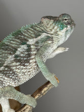 Load image into Gallery viewer, AMBILOBE Panther Chameleon: (E13)
