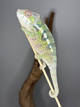 Load image into Gallery viewer, SAMBAVA Panther Chameleon male: (E10)