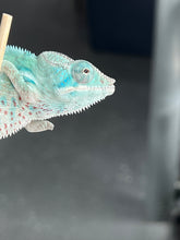 Load image into Gallery viewer, AMBANJA/NOSY FALY male (I5)