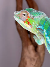 Load image into Gallery viewer, AMBILOBE Male Panther Chameleon: (E18)