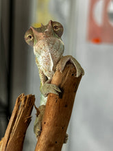 Load image into Gallery viewer, AMBILOBE Panther Chameleon: Frank x Sandy (J6)