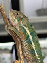 Load image into Gallery viewer, AMBILOBE Panther Chameleon: (E4)