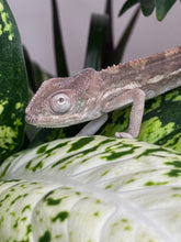 Load image into Gallery viewer, AMBILOBE male panther chameleon: Flash x Opal (R5)