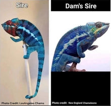 Load image into Gallery viewer, Blue Ambanja FEMALE: Blueberry x Blue Magic đș (S6)