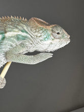 Load image into Gallery viewer, AMBILOBE male panther chameleon: Flash x Opal (J9)
