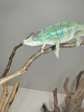 Load image into Gallery viewer, AMBILOBE Male Panther Chameleon: (E2)