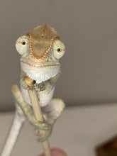 Load image into Gallery viewer, AMBANJA FEMALE Panther Chameleon: đș (R5)