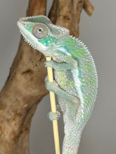 Load image into Gallery viewer, Sambava Male: Marley x Mabel (E3)