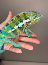 Load image into Gallery viewer, AMBANJA Panther Chameleon: (J5)